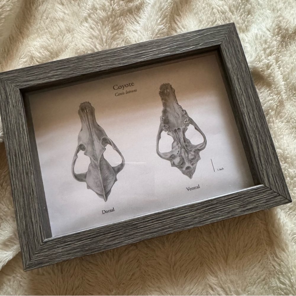 Framed Coyote Skull Art Print